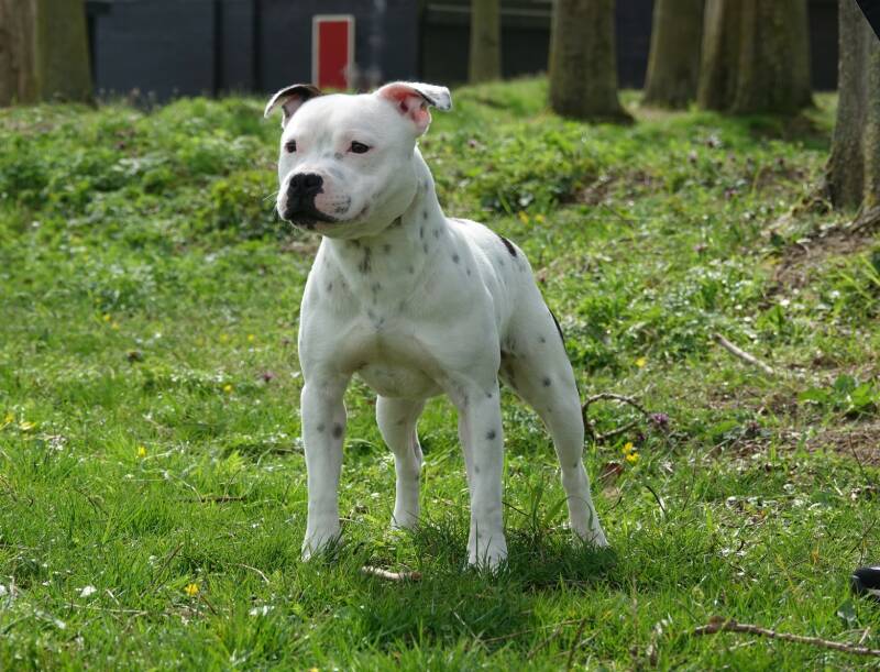 Earthquake Staffs Merengue - BLIKSEM - acht maanden