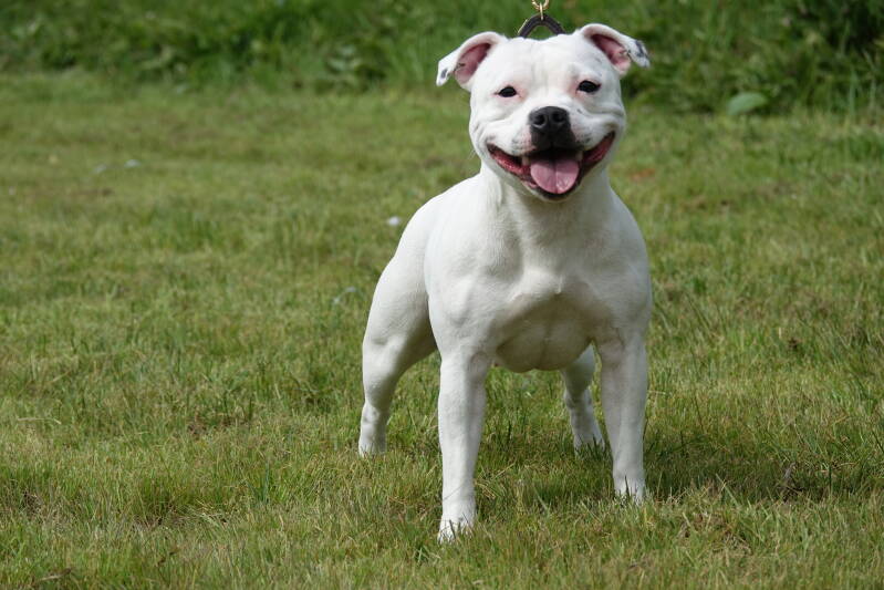 Staffjoy's Frozen Enigma