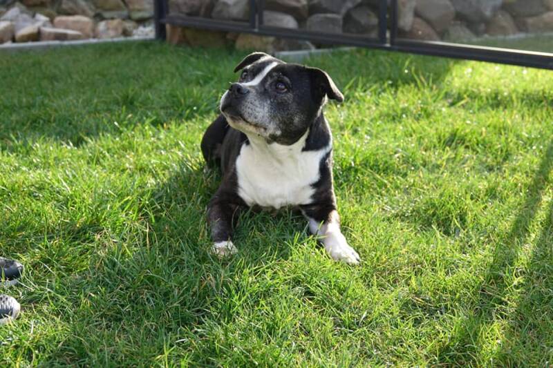 Staffjoy's Lavender Rose - BO