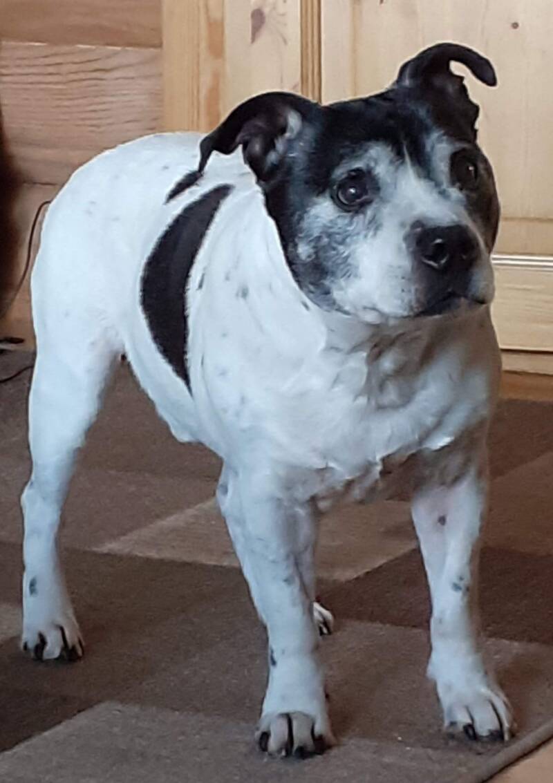 Staffjoy's Lotsa Gumption - SERGEI - Finland