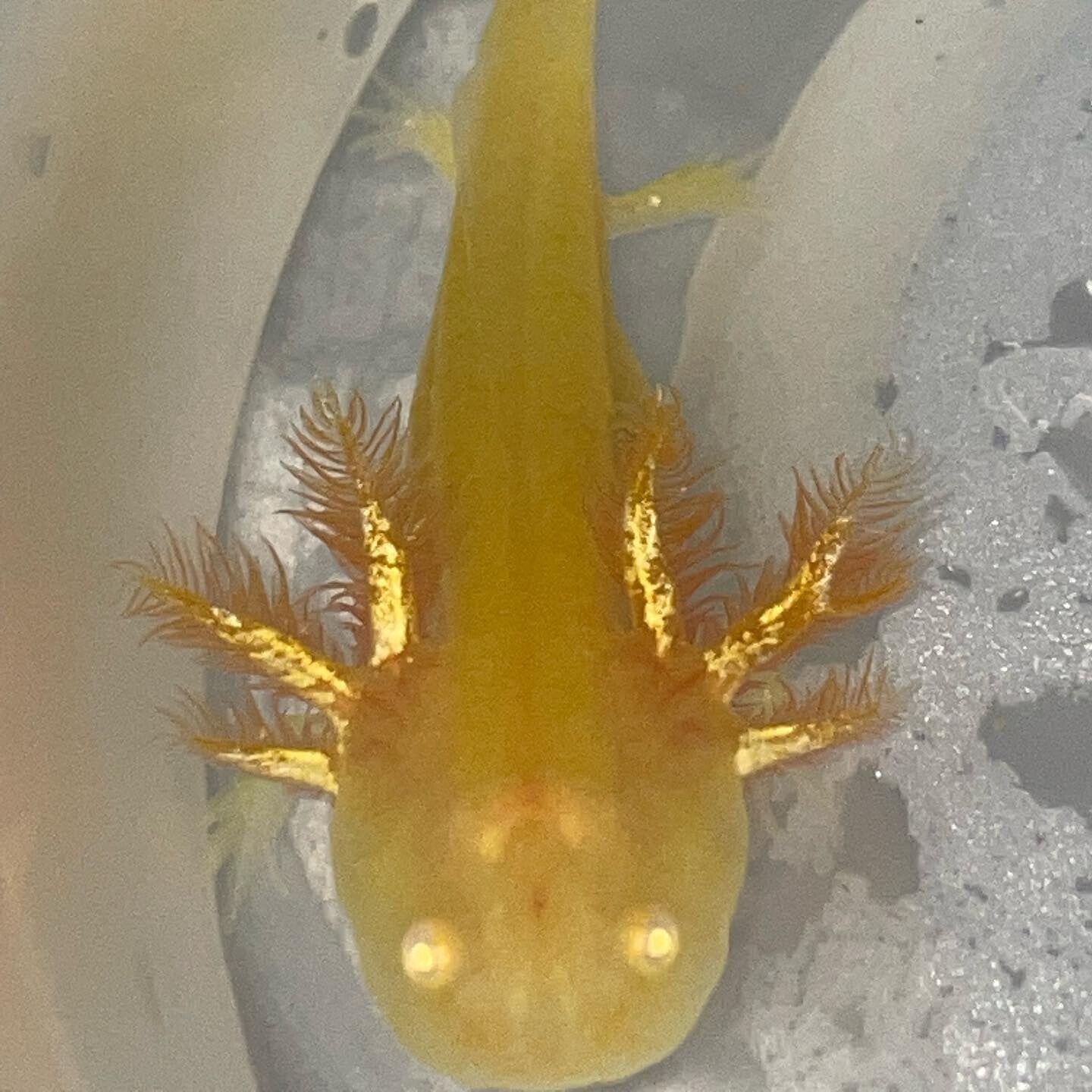 3" GFP Golden Albino