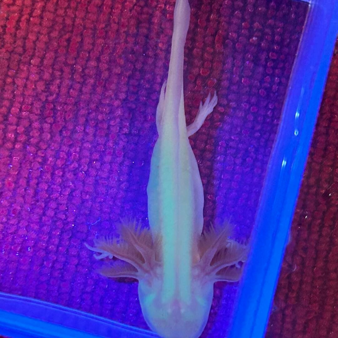 3" GFP Albino