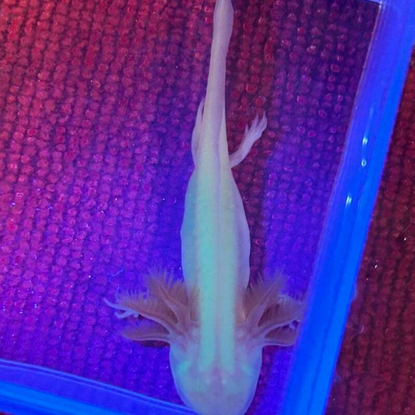 3" GFP Albino