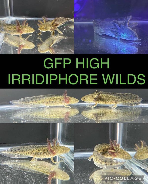 3" GFP Wild