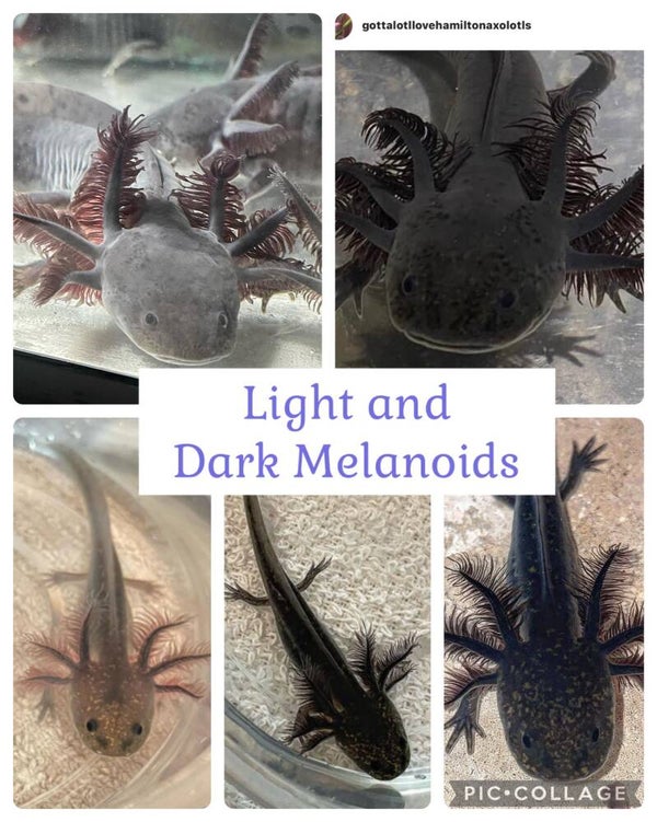 3" MELANOID *coming soon