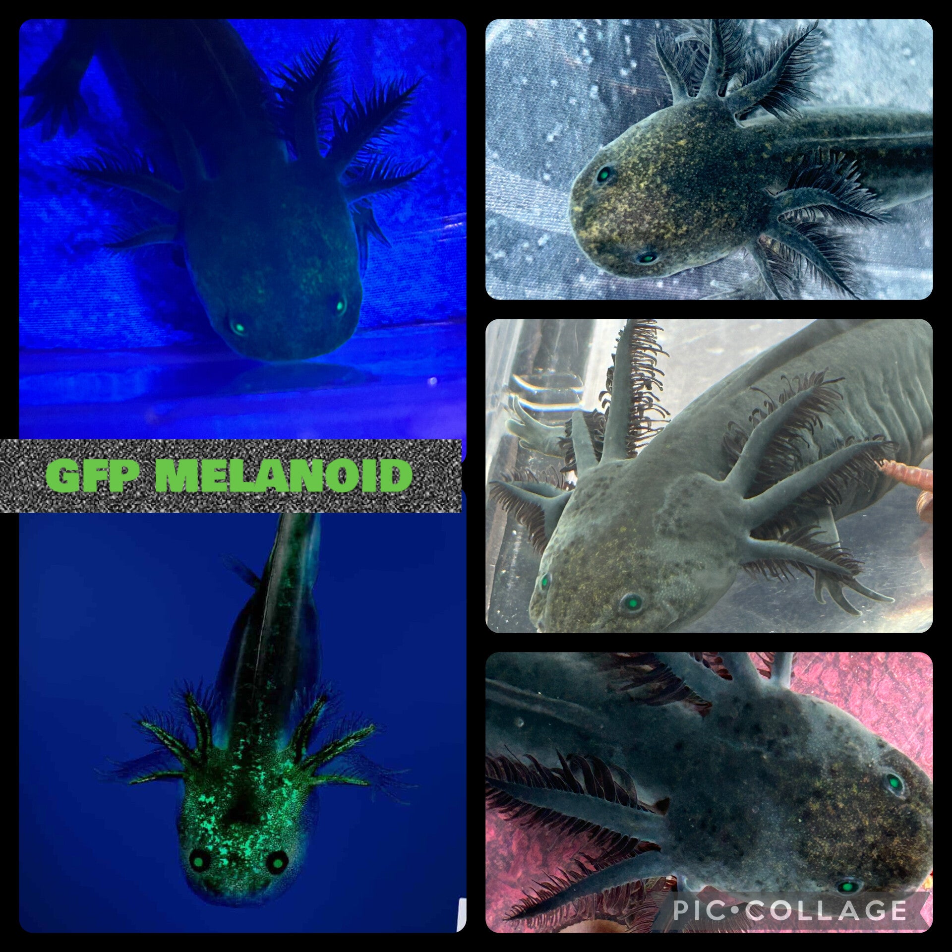3" GFP MELANOID *coming soon
