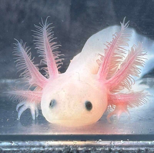 3" axolotls coming soon!