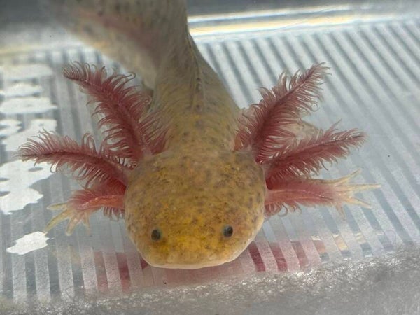 **RARE MORPH** HYPOMELANISTIC