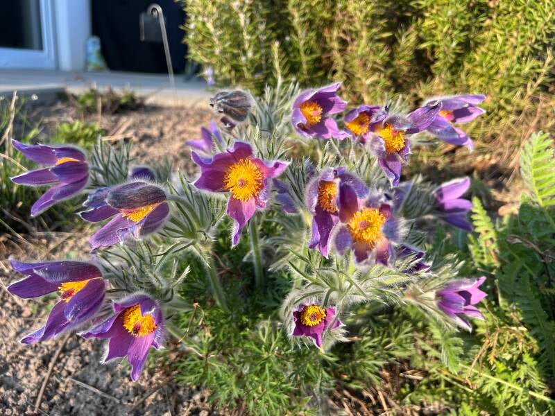 Gewöhnliche Kuhschelle, auch Gewöhnliche Küchenschelle genannt, wunderschöne Blüten