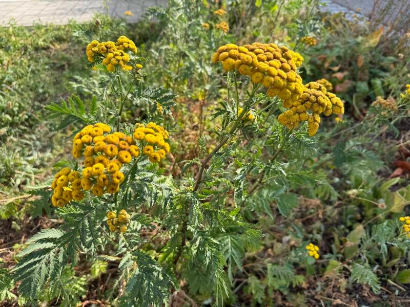 Rainfarn, schöne gelbe Blüten für Insekten