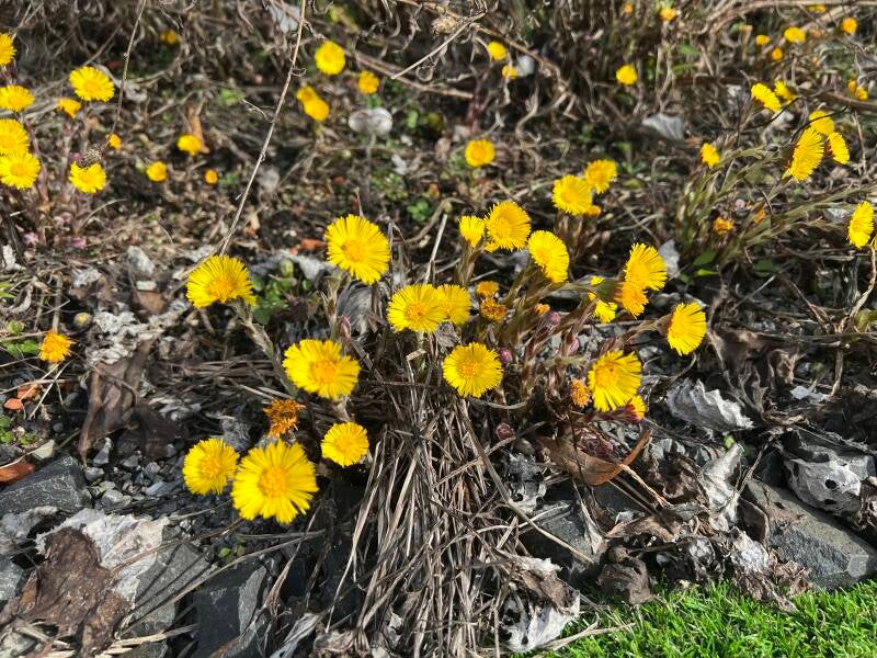 Huflattich, schöne gelbe Blüten, blüht bereits ab Ende Februar