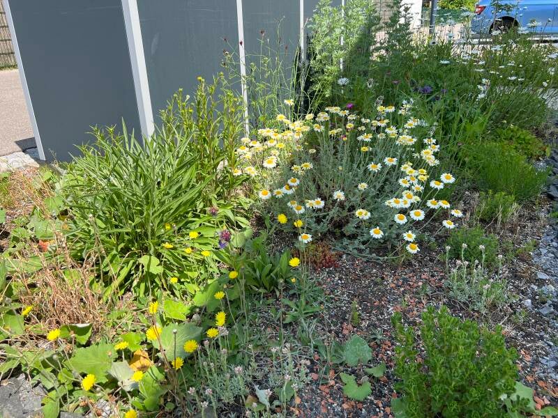 Wildblumen Magerbeet mit heimischen Pflanzen