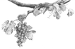 A Passion For Wine