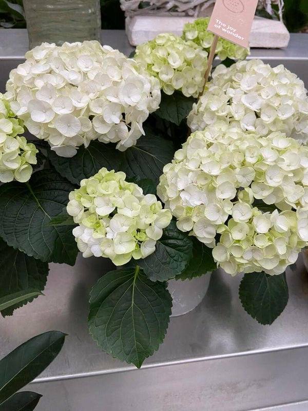 Hortensia wit in pot