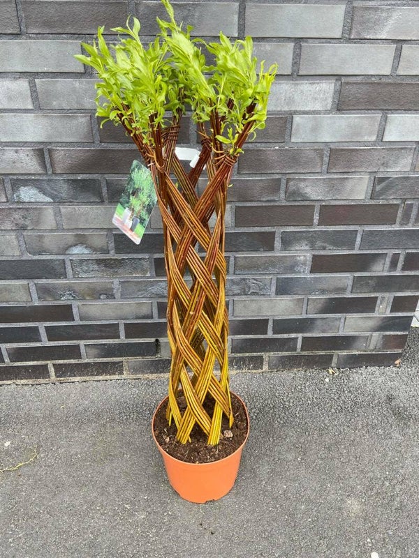 Salix Groendecor