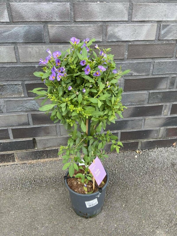 Solanum Rantonnettii paars