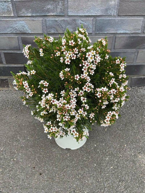 Waxflower