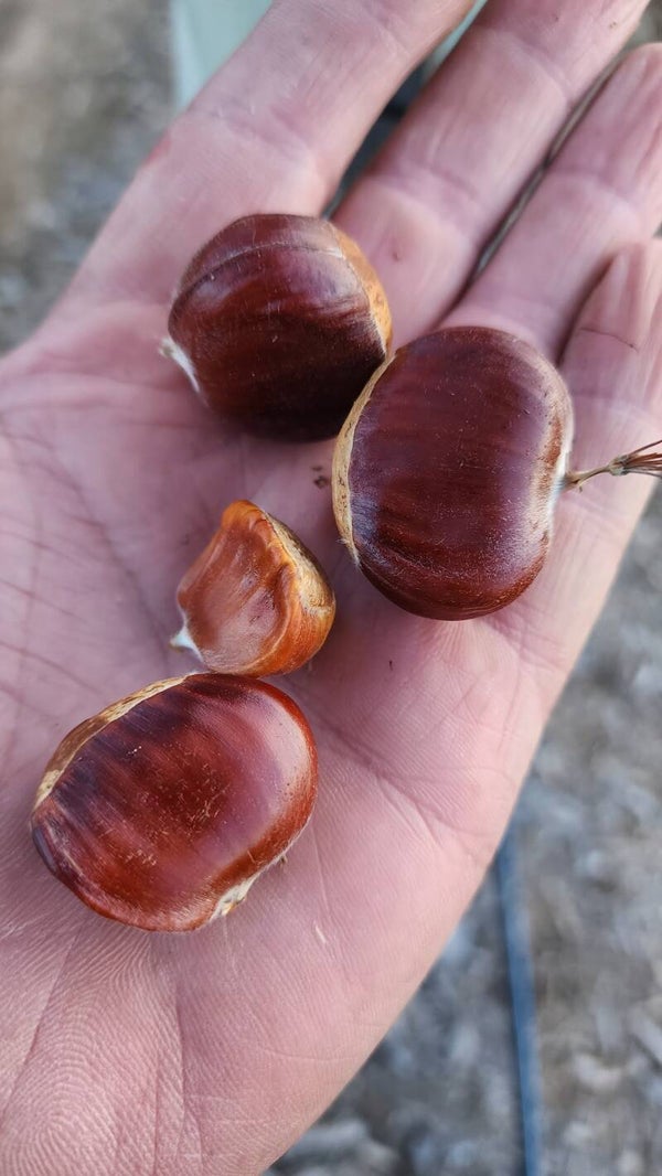 Medium Chestnuts
