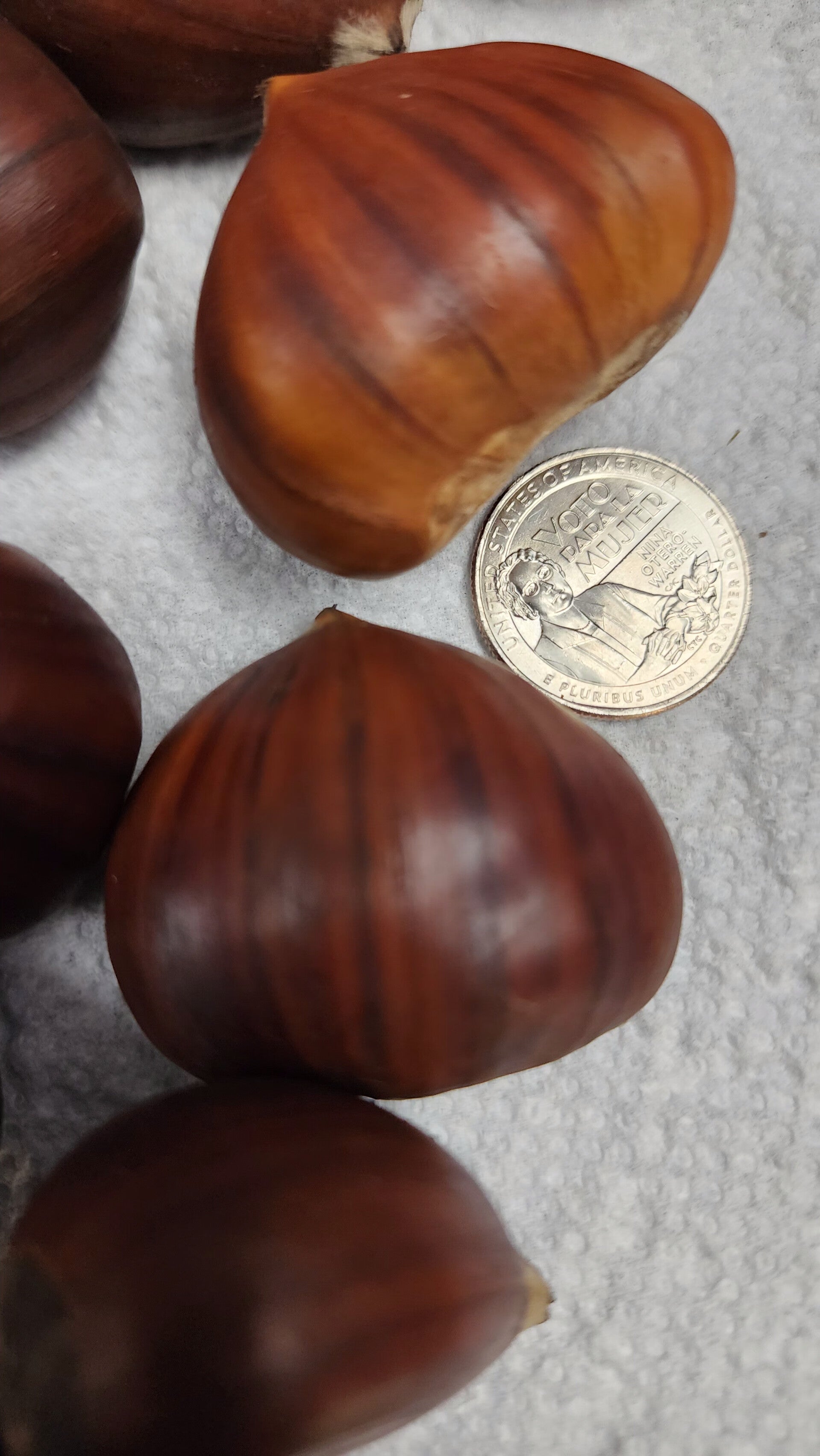 Xlarge Chestnuts