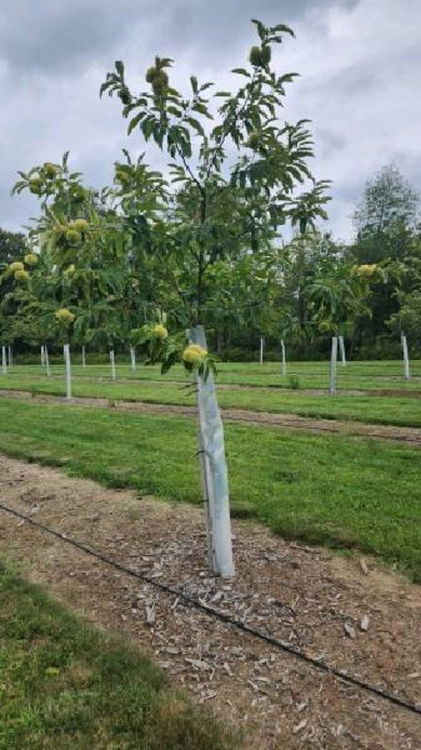 65-11 seedling