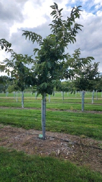 Dalia (D-27) – Gideon seed nuts