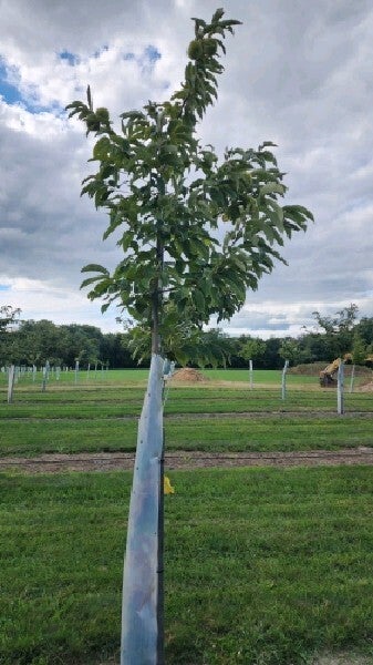 Ettie (E-29) – Liu seed nuts