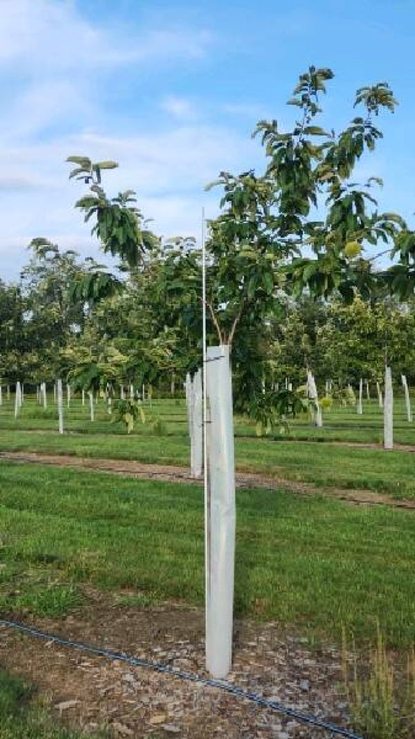 Seed nuts from Payne — Felina (F-15)