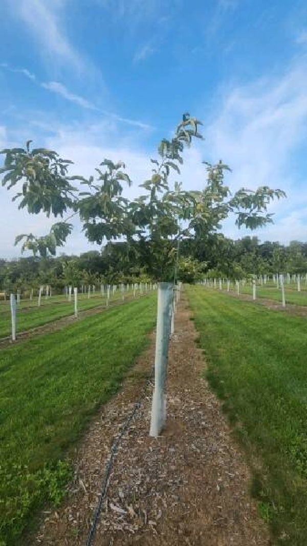 Seed nuts from Payne — Fifi (F-27)