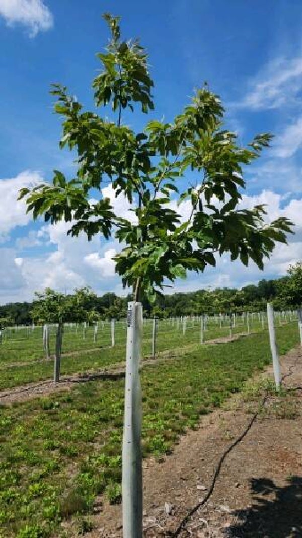 Seed nuts from Sleeping Giant — Gabriella (G-3)