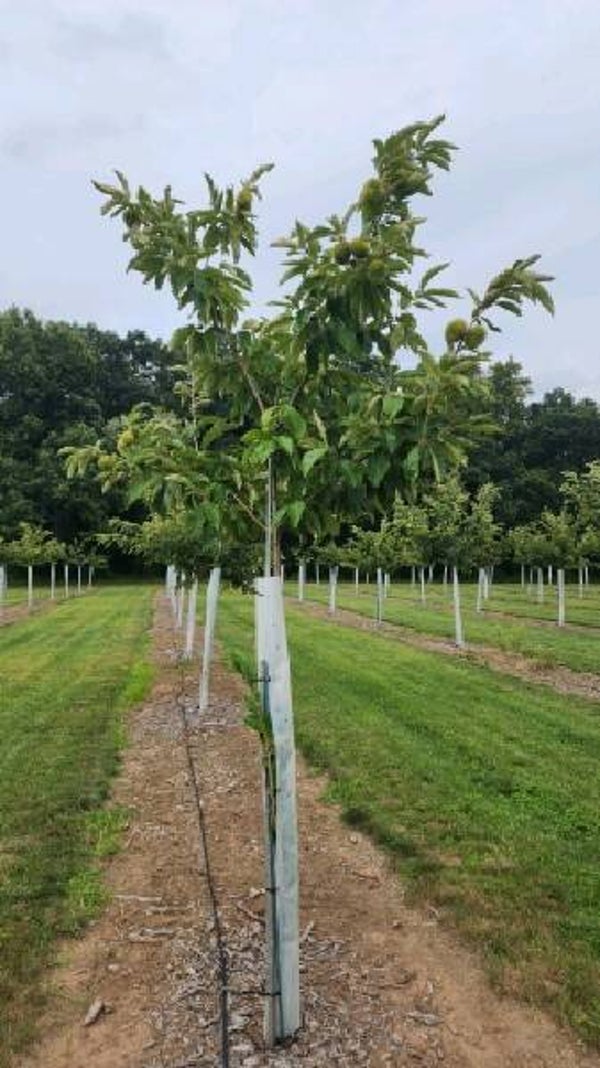 Seed nuts from Sleeping Giant — Giovanna (G-40)