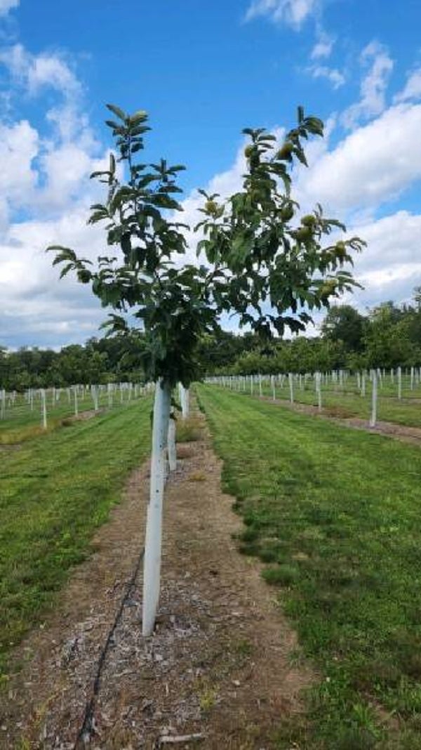 Genevieve (G-7) – Sleeping Giant seed nuts