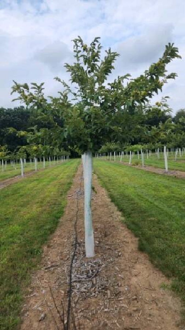 Seed nuts from YNW — Hester (H-34)