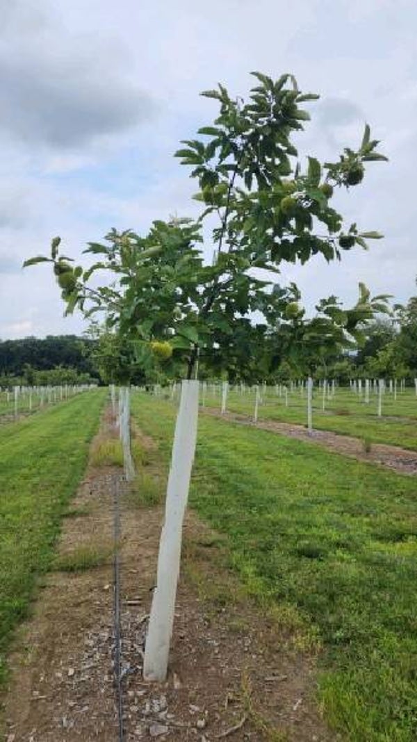 Seed nuts from YNW — Hallie (H-6)
