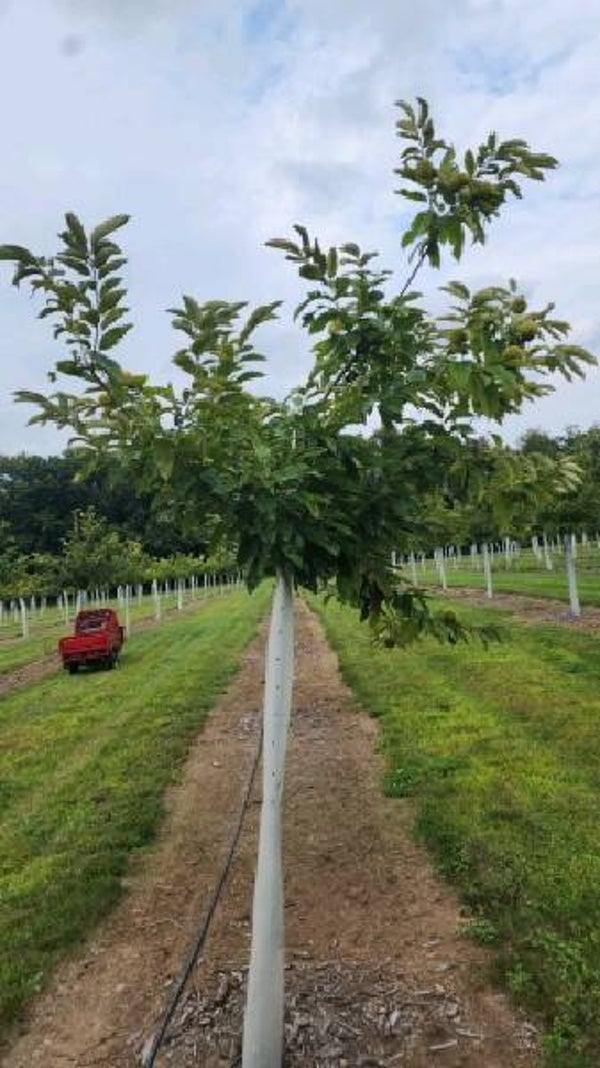 Seed nuts from Peach — Iola (I-31)
