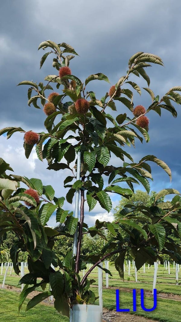 Liu seedling