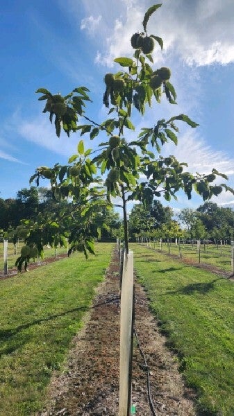 Marilyn (M-21) – H-14 seed nuts