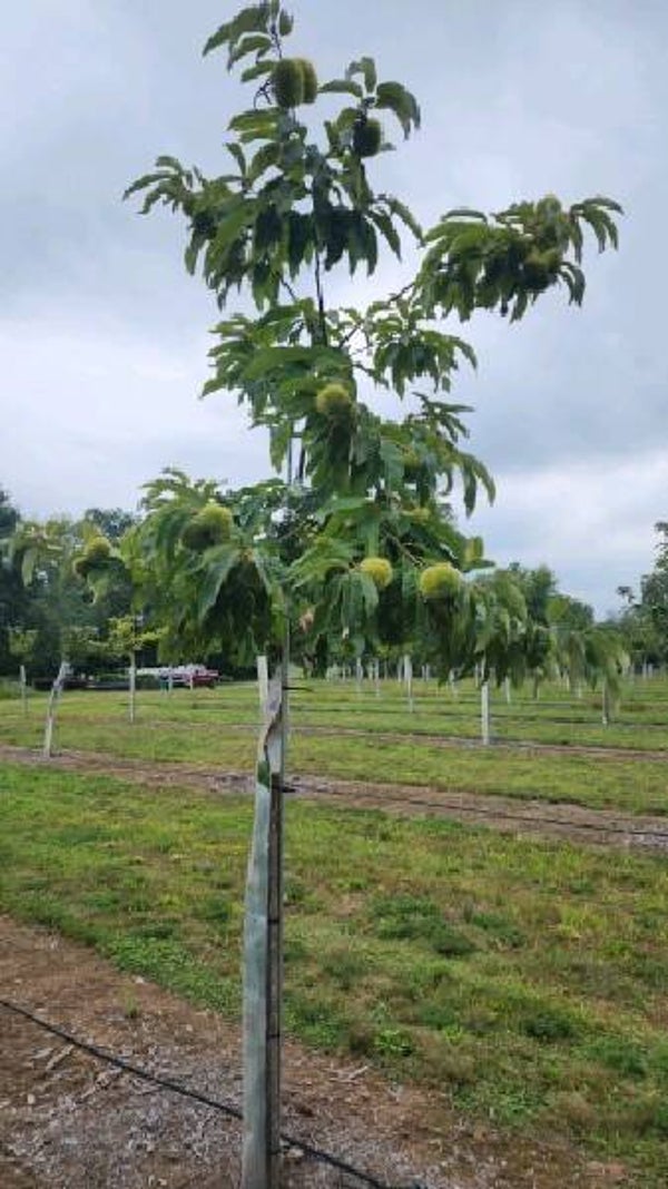 Seed nuts from WC — Natasha (N-9)