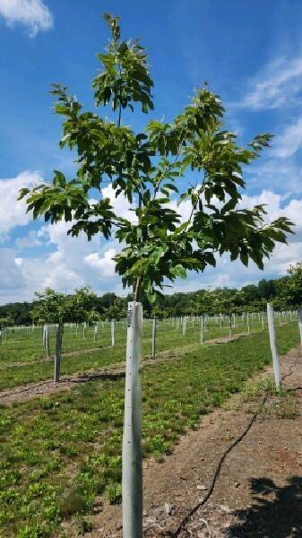 Sleeping Giant seedling
