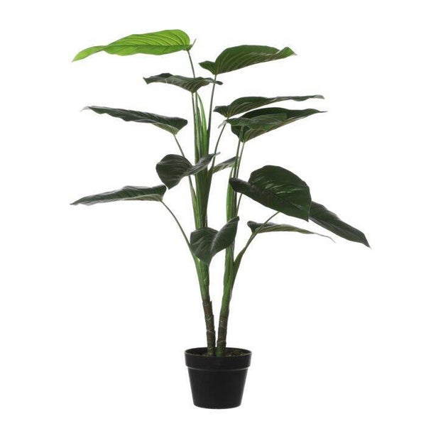 Philodendron in pot