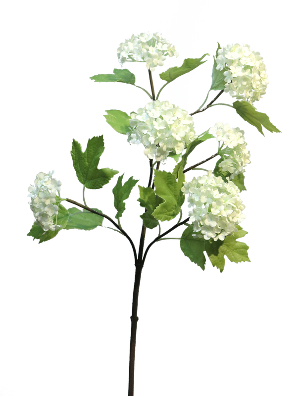 Tak Viburnum Roseum x6 - 60cm - 2 kleuren