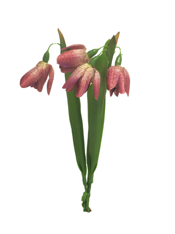 Tak Fritillaria bundle x3 beauty - 24cm