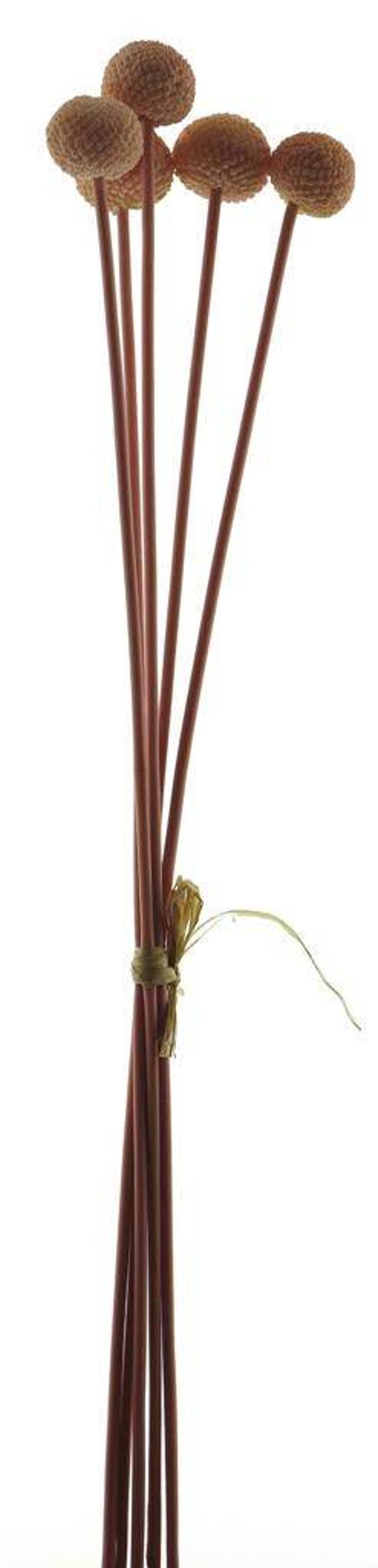 Seed fruit- bundel van 5 takken - 58cm
