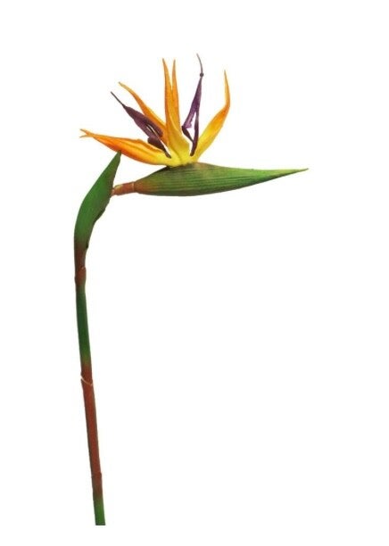 Tak Strelitzia Cathy - Real touch - 58 cm