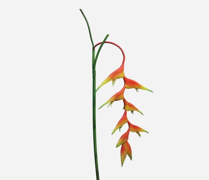 Tak Heleconia Caribea - 96 cm - Oranje