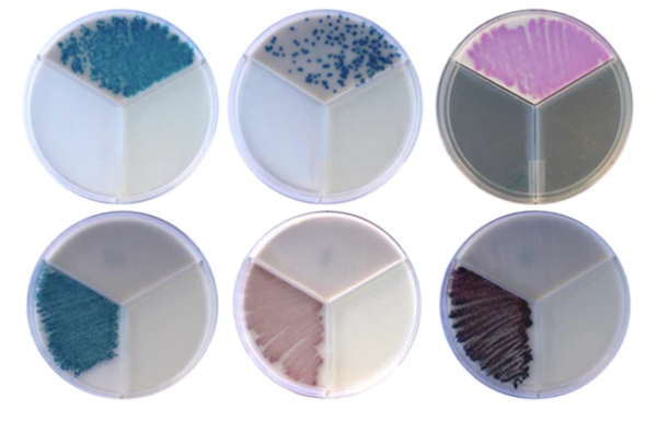 STARTSET Bacteriedifferentiatie