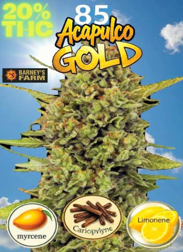 KARTA ,,ACAPULCO GOLD"