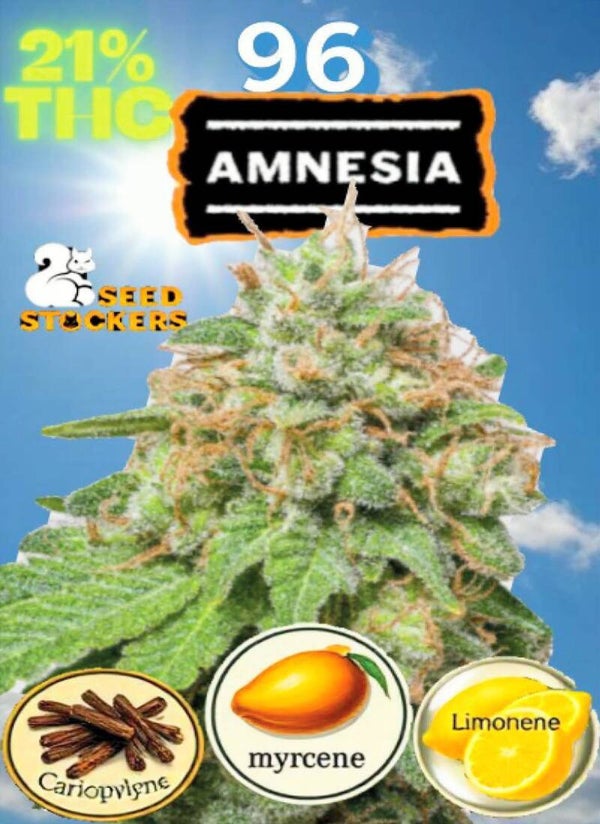 KARTA ,,AMNESIA"