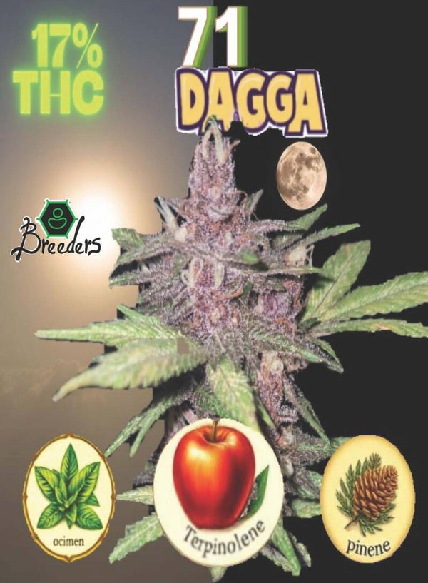 KARTA ,,DAGGA"