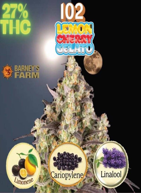 KARTA ,,LEMON CHERRY GELATO"
