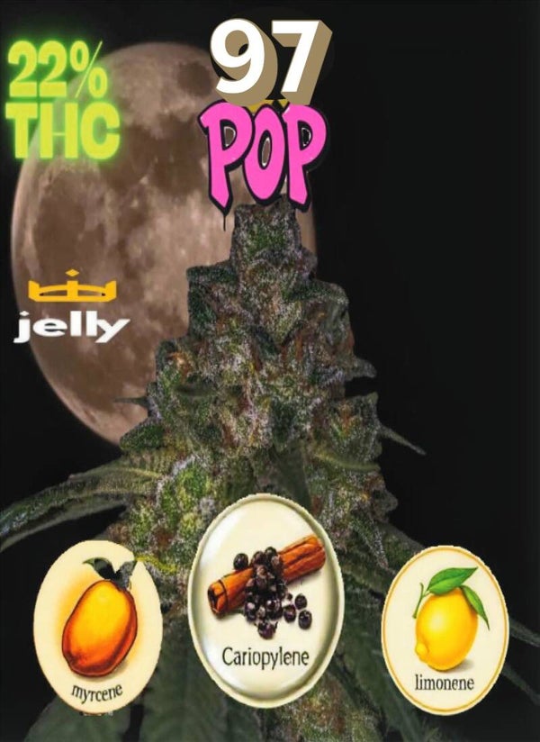 KARTA ,,POP"